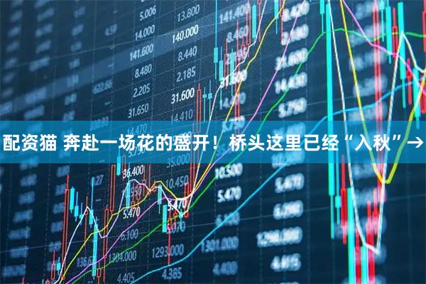 配资猫 奔赴一场花的盛开！桥头这里已经“入秋”→